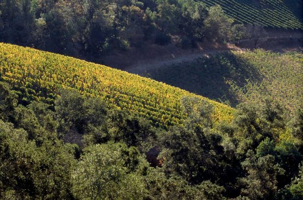 Harlan Estate vineyard, which will now be overseen by new MD Will Harlan.