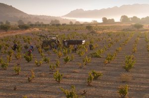 Jumilla vineyards