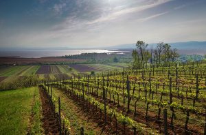 Neusiedlersee