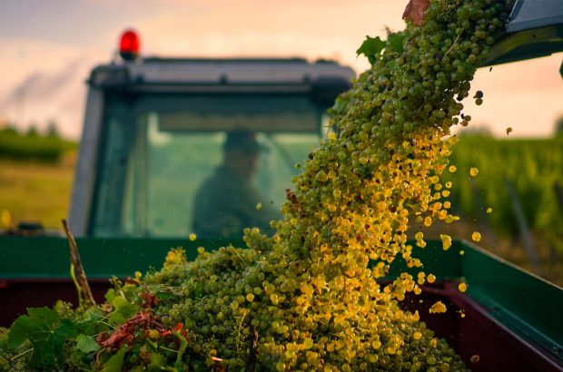 An image of grapes being harvested, which was the winning photograph.