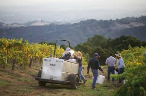 Investing in California wine