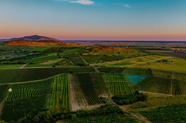 Tokaj vineyards