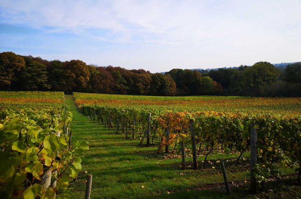 A view across the English vineyard at Church Farm