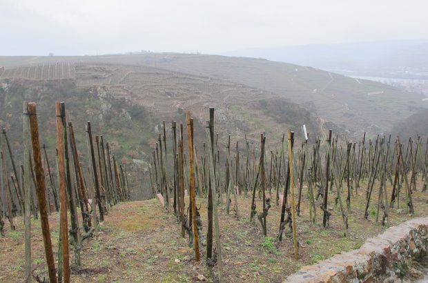 Steep slopes and terraced vineyards in Côte-Rôtie