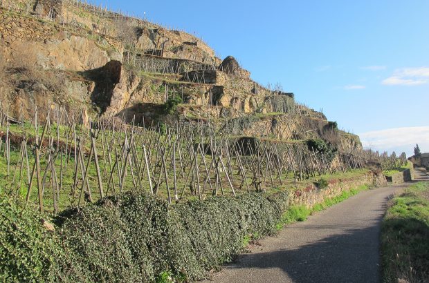 Rickety terraced vineyards in Côte-Rôtie are labour intensive