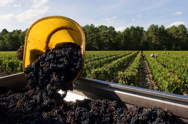 Pessac-Léognan 2020