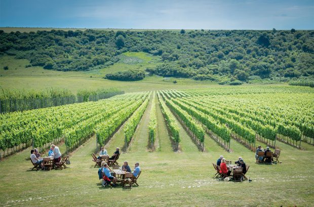 Rathfinny vineyard
