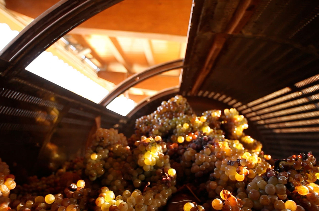 Sartarelli grape press