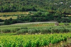 Vineyards near to Aniane in Languedoc, where Lauren Vaillé made wine.