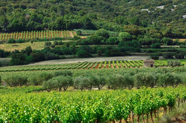 Vineyards near to Aniane in Languedoc, where Lauren Vaillé made wine.