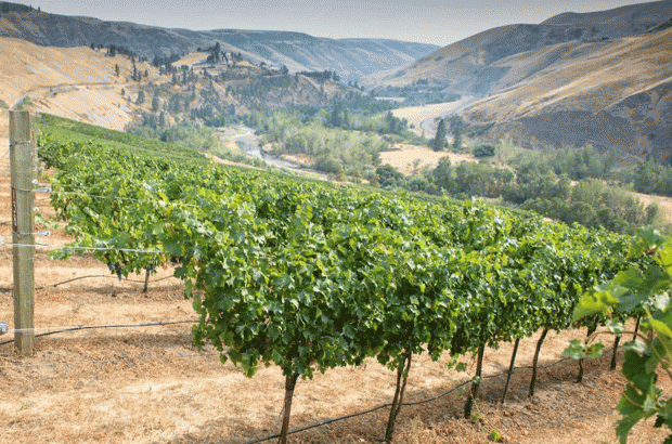 Idaho wine: Lewis-Clark Valley AVA – Colter's Creek