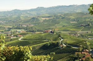 Barolo 2013