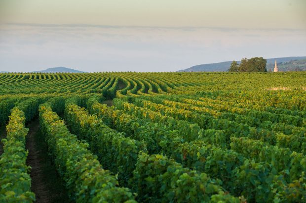 Burgundy's young talent