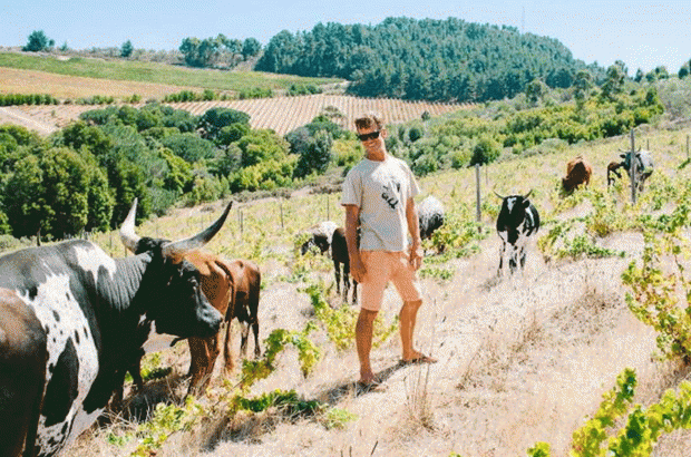 Reyneke – cows in vineyard