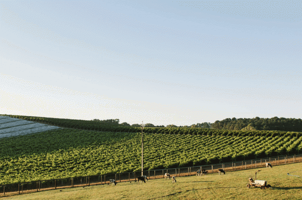 Adelaide Hills Sauvignon Blanc: Shaw + Smith Balhannah Vineyard