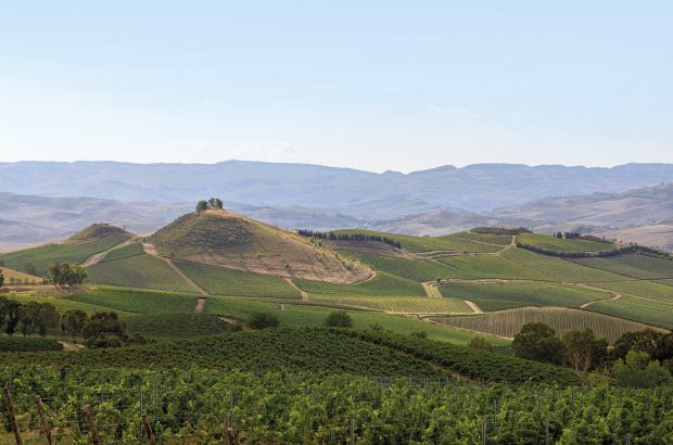 Sicilian wines