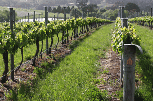 Adelaide Hills alternative varieties: La Linea, Verdure Estate