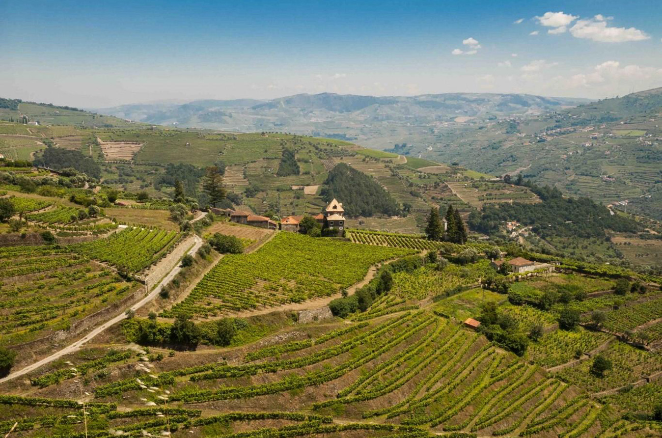 Douro vineyard with valley and river views for sale Decanter