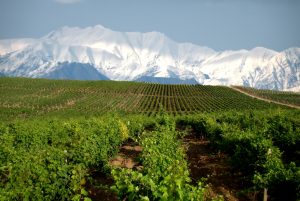 wines from Azerbaijan