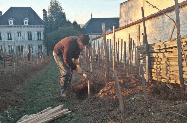 Bollinger Vieilles Vignes Françaises