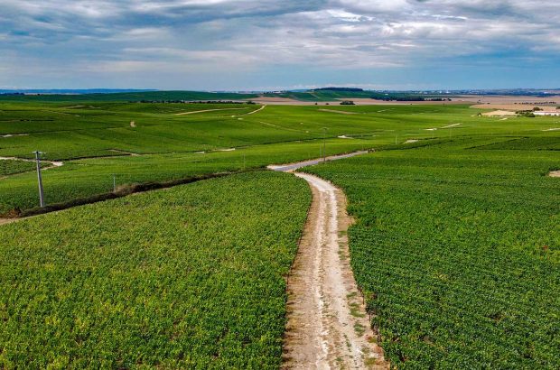 Vineyards in Champagne