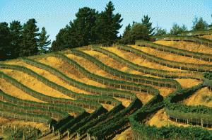 The Terraces-Heipipi Vineyard Esk Valley