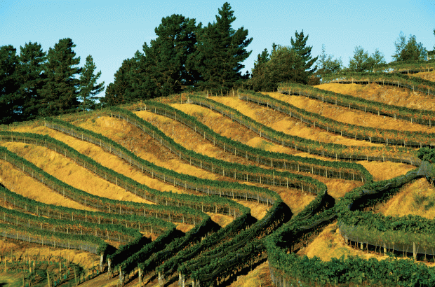 The Terraces-Heipipi Vineyard Esk Valley