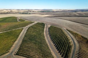 Walla Walla Valley 2018 red wines