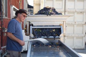 Randall Grahm at the sorting table