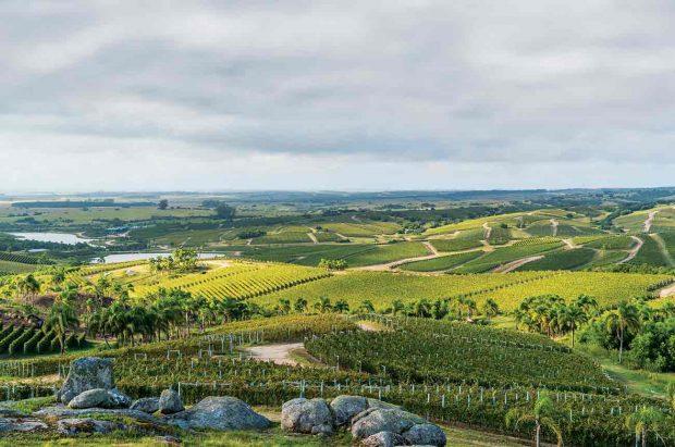 Uruguay wines