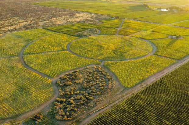 South American Cabernet Sauvignon