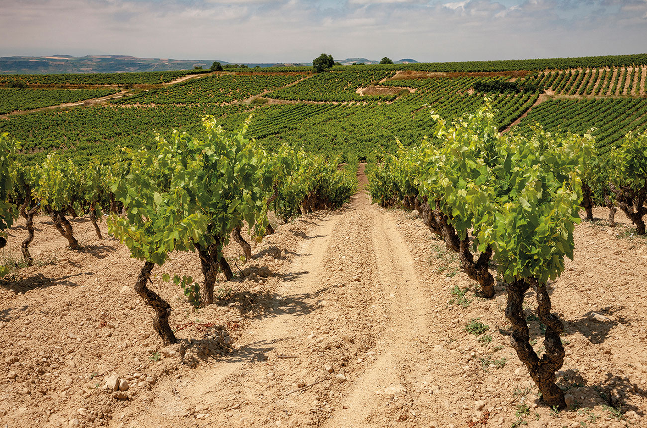 Bodegas Muriel vines