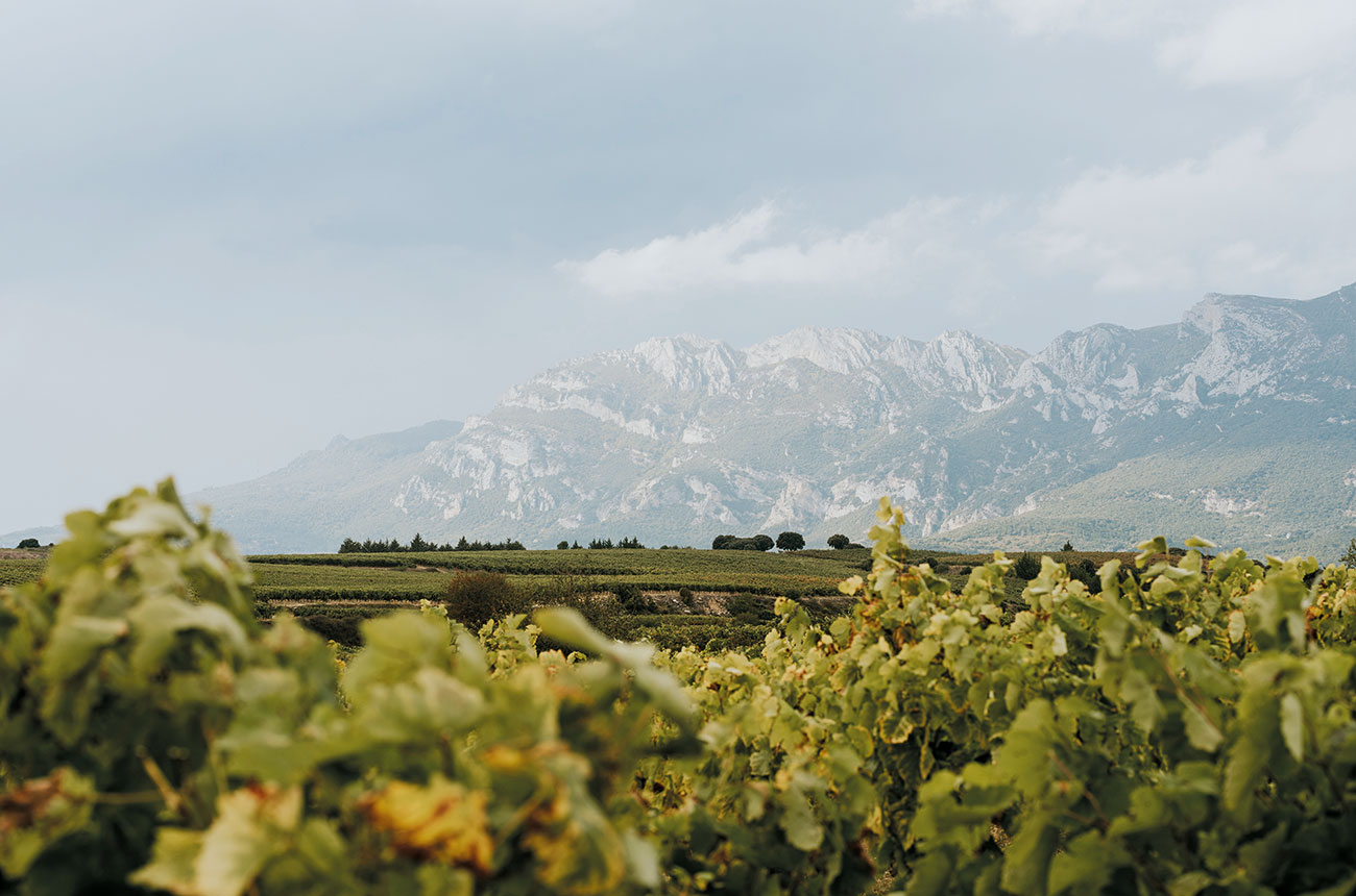 Bodegas Ysios vineyards