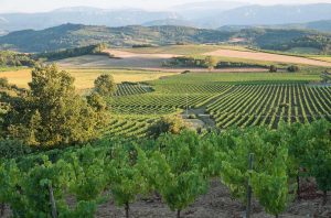 Vineyards to the south of Limoux, not far from where Aigle Royal Chardonnay is made.