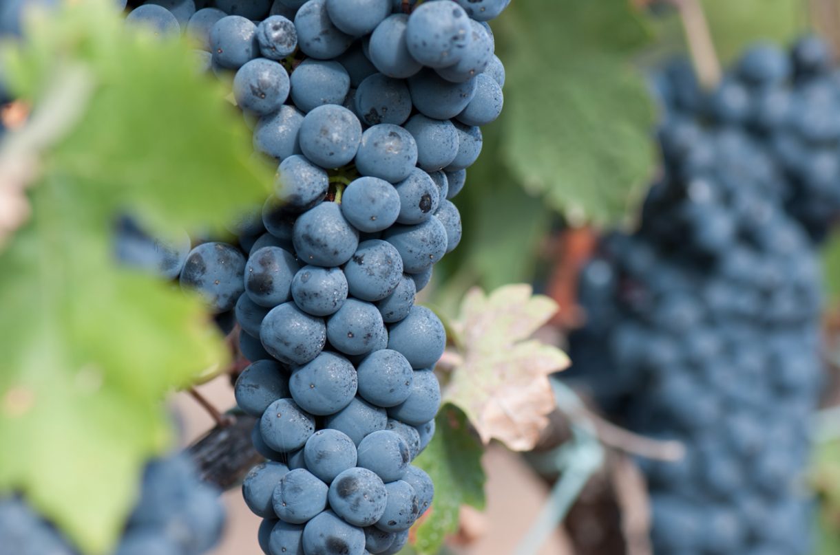 Get to know Tempranillo - Decanter