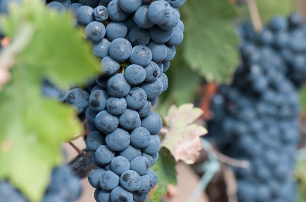 Two bunches of Tempranillo grape