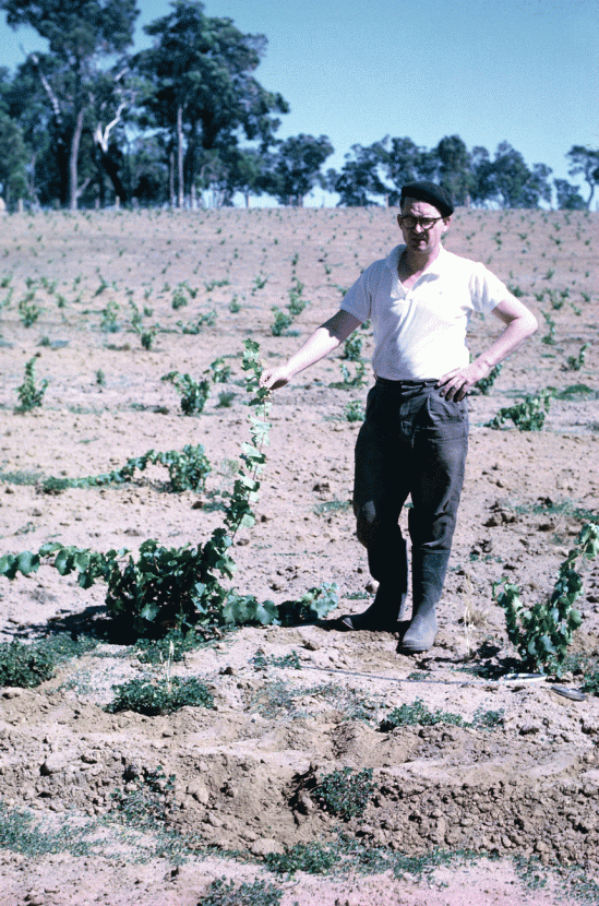 Tom Cullity, aged 43, with his first Riesling vines, planted in 1967