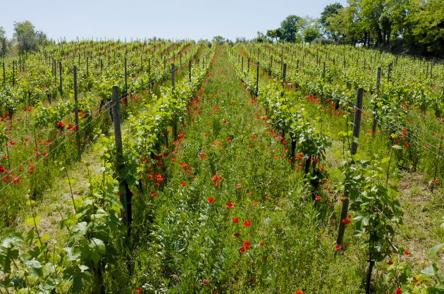 Franciacorta organic