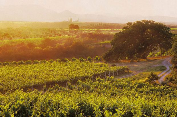 Col d'Orcia vineyards in Tuscany. The producer's Poggio al Vento Riserva wine is particularly highly prized.
