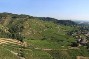 Cornas wine estates
