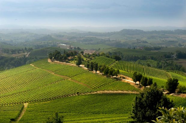 Nas-cëtta del comune di Novello Elvio Cogno