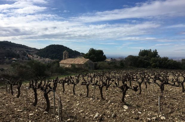 Vineyard in Gigondas