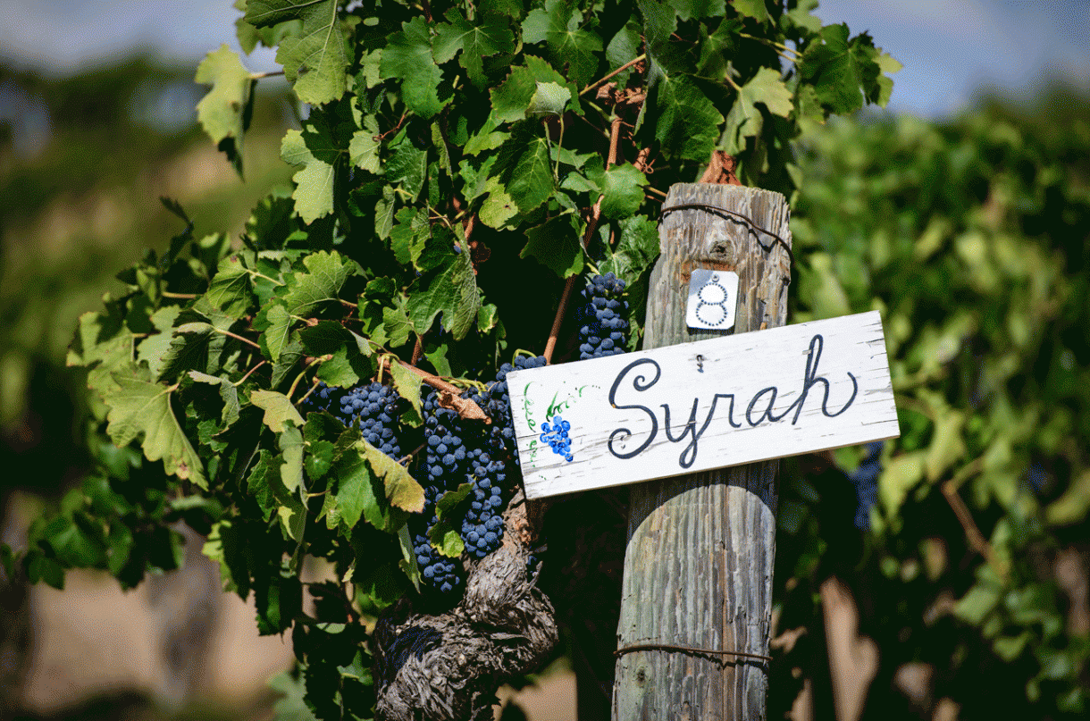 Syrah druiventrossen rijpend in de zon