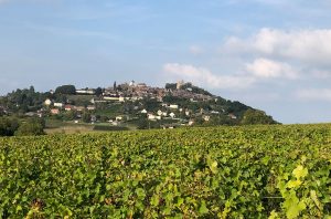 Sancerre vineyards as the 2021 vintage reaches the end of the growing season.