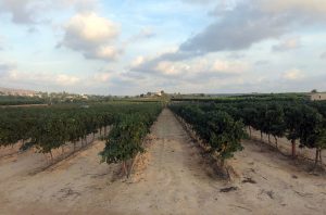 Vineyard in DO Valencia