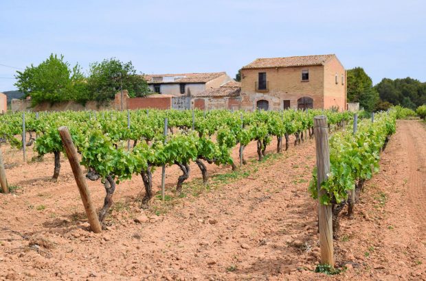 Do Penedès vineyards
