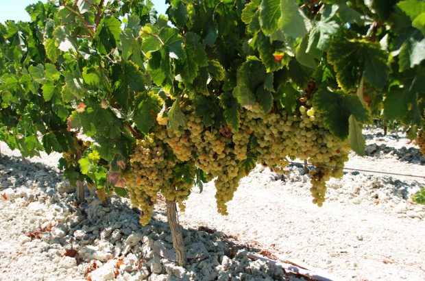 Unfortified Jerez wines