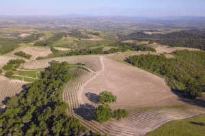 Paper Street vineyard, Paso Robles