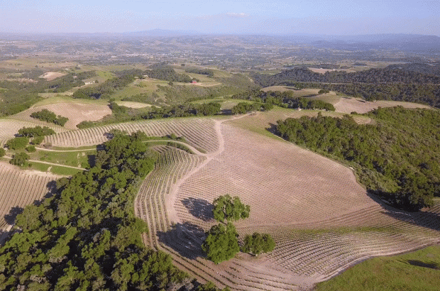 Paper Street vineyard, Paso Robles
