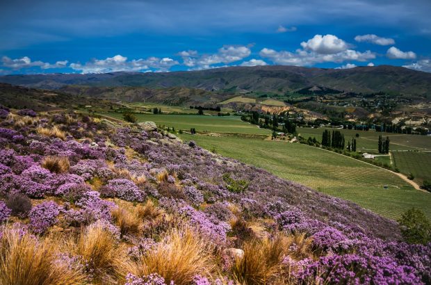 Demand for New Zealand wine in 2021